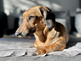 portrait of a dachshund