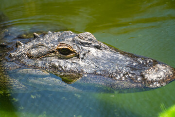 Obraz premium Close -up of American alligator (Alligator mississippiensis) at Panaewa Rainforest Zoo and Gardens, Hawaii