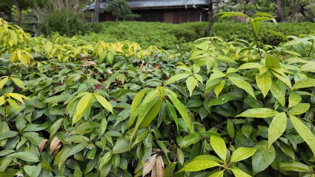 일본 나고야 츠루마이공원