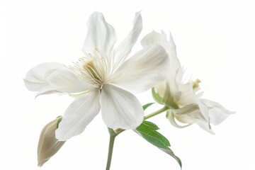 White clematis flowers blooming gracefully against a light background in spring