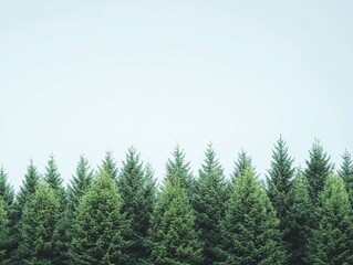 Fila de árboles de pino verde bajo un cielo claro, naturaleza serena en un bosque de coníferas ideal para conceptos ecológicos y paisajes naturales
