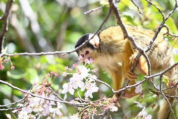 桜の木とリスザル