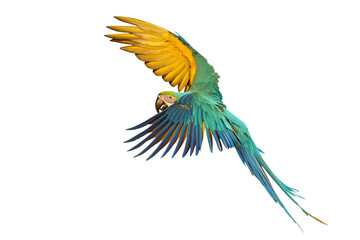 Colorful flying Blue and Gold Macaw parrot isolated on transparent background png file