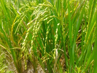 green rice field