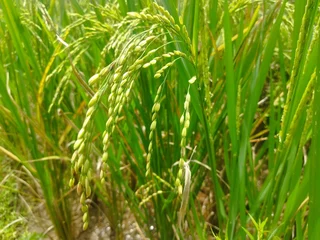 Wall murals green rice field