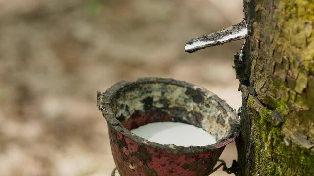 Close up view of raw latex dripping from rubber trees. Natural latex dripping from rubber trees	