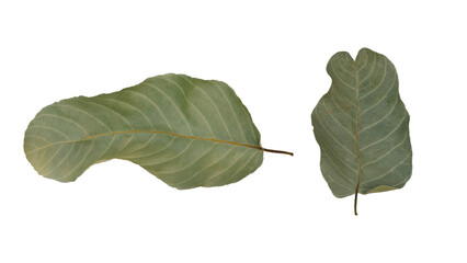 Seasonal dry leaves, isolated for decoration, invitation cards, wedding, decorative elements,...