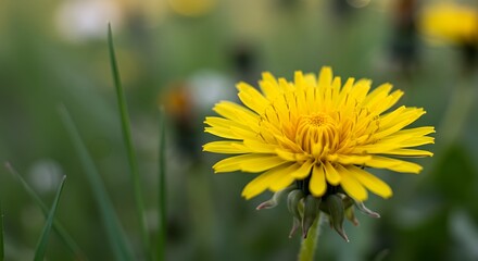 Obraz premium Golden Meadow Bloom AI Generated