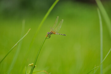 A dragonfly with orange tail sits on grass with green background.