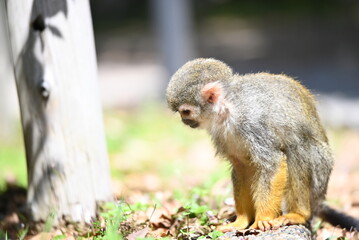 地面に降りて餌を探すコモンリスザル