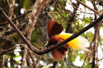 The lesser bird-of-paradise (Paradisaea minor) is a bird-of-paradise in the genus Paradisaea. This...