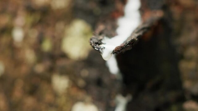 Close up view of raw latex dripping from rubber trees. Natural latex dripping from rubber trees	