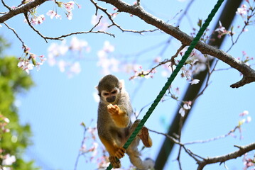 桜の木とリスザル
