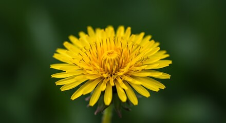 Golden Hour Bloom AI Generated