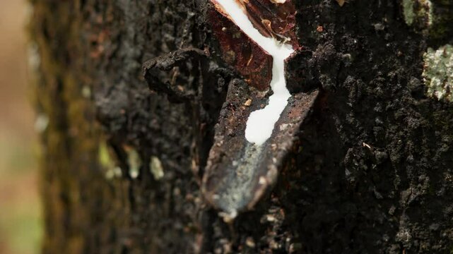 Close up view of raw latex dripping from rubber trees. Natural latex dripping from rubber trees	