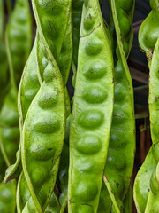 Close-up of fresh, vibrant green petai pods (Parkia speciosa) hanging. Popular ingredient in...