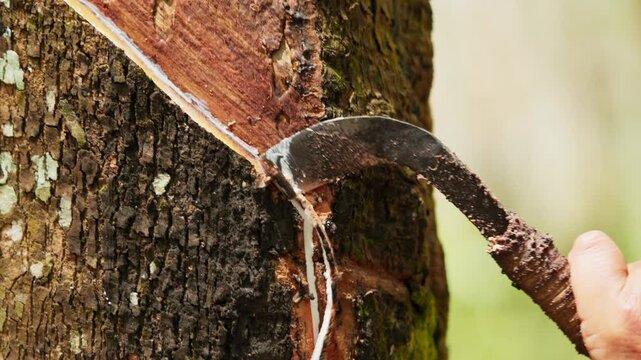 Indonesian farmers are working on the rubber tree plantation. Farmers are tapping rubber tree by making incisions on the tree bark