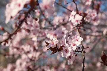 Beautiful spring pink cherry plum blossom background. Abstract pastel delicate banner. A dreamy romantic image of spring. Light blue and light pink shades. Atmospheric natural background. Copy space