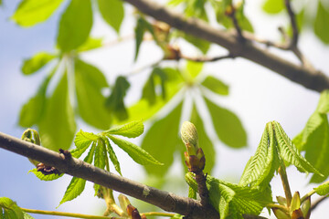 European horsechestnut in spring: a close-up photo of a branch with leaves emerging from buds and already opened young foliage. Awakening of nature from winter sleep: fresh greenery on conker tree