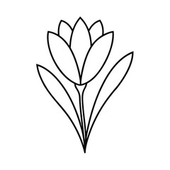 vector illustration of a crocus flower