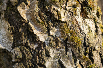 Oak bark texture. Macrophotography of tree bark. Abstract background for design, presentations and creativity. Brown and green are natural shades. Full frame. Bright sunlight on the veins, moss inside