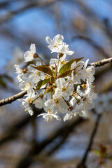 White cherry blossoms in detail: flowers and leaves  Early bloomers in focus.