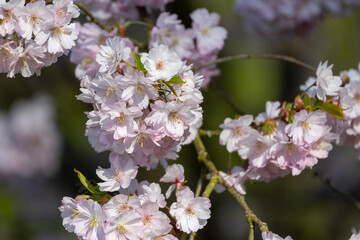 Cherry blossoms with pink flowers: Early bloomers in focus.