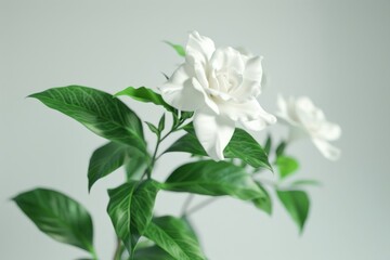 White gardenia bloom with green leaves in a minimalist indoor setting