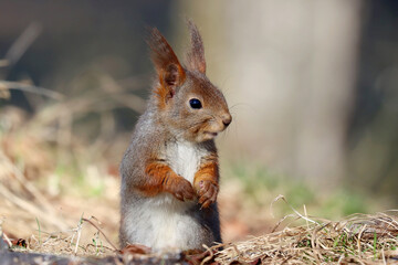 Squirrel