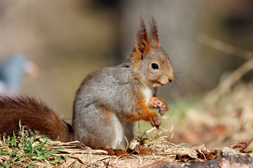Squirrel