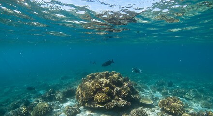 Fototapeta premium Sunlit Reef's Embrace AI Generated