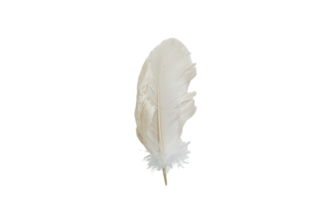 Cream-Colored Bird Feather with Fine Detail, Isolated on White