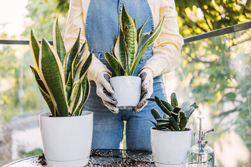 Close-up of a woman in overalls placing a snake plant on a table beside other potted greenery....