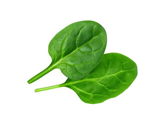 Fresh green spinach leaf isolated on white shows natural macro closeup.