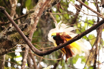 The lesser bird-of-paradise (Paradisaea minor) is a bird-of-paradise in the genus Paradisaea. This photo was taken in west Papua, Indonesia.