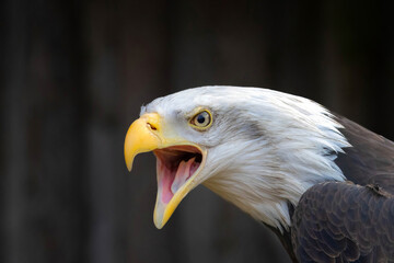 picture of a beautiful bald eagle screaming