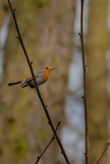 A robin redbreast is sitting on a branch