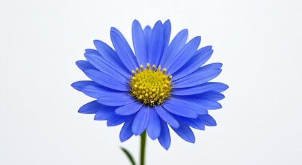 Fototapeta premium Azure Bloom's Gentle Light AI Generated