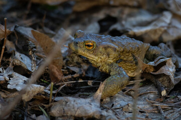 toad (Bufo bufo) sitting
