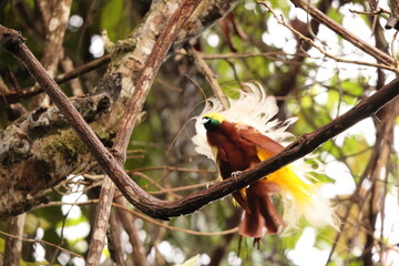 The lesser bird-of-paradise (Paradisaea minor) is a bird-of-paradise in the genus Paradisaea. This...