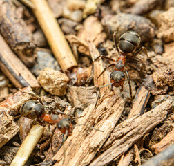 ants in detail on the ground