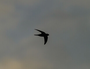 house martin (Delichon urbicum) in flight silhouette