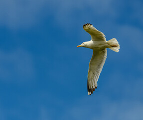 Caspian gull (Larus cachinnans) in flight