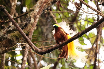 The lesser bird-of-paradise (Paradisaea minor) is a bird-of-paradise in the genus Paradisaea. This...