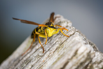 Close up of a paper wasp on an old wooden post