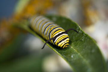 closeup of monarch caterpillar 