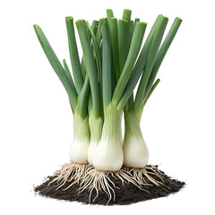 A Lush Patch of Leeks Growing Tall Ready for Harvest Isolated on Transparent Background