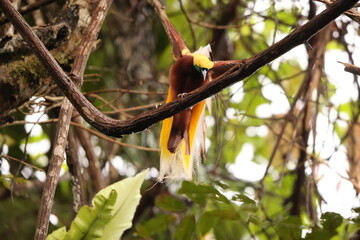 The lesser bird-of-paradise (Paradisaea minor) is a bird-of-paradise in the genus Paradisaea. This...