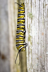 closeup of monarch caterpillar 