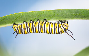 closeup of monarch caterpillar 